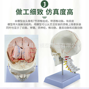 Modelo de cráneo humano 1:1 con suturas, cráneo con columna cervical y modelo de cerebro, esqueleto de cráneo con modelo de cerebro. - Product Image 4