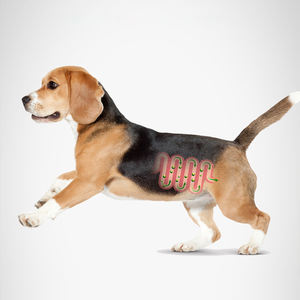 Distributeur de nourriture et de friandises pour animaux OEM ODM de Chine Fabricant de gros Récompense de formation Canard au poisson et bacon Snack pour animaux de compagnie chat et chien - Product Image 6