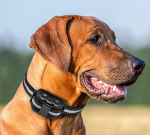 Venta al por mayor de fábrica <span class=keywords><strong>Collar</strong></span> antiladridos impermeable para perros <span class=keywords><strong>Collar</strong></span> de choque de control de ladridos recargable para perros de todas las razas - Product Image 5