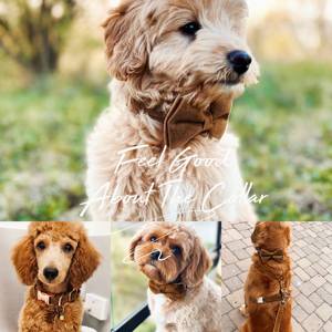 Ensemble collier, nœud papillon et laisse personnalisés Chocolate Veet avec boucle métallique gravée sur mesure, cadeau d'anniversaire pour chiot gratuit - Product Image 6