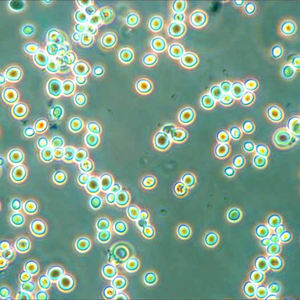 BestScope BS-3060FB système optique à Zoom parallèle infini <span class=keywords><strong>Microscope</strong></span> stéréo Fluorescent - Product Image 2