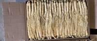 Radice di Ginseng Crudo Essiccato AD da 16g della Montagna Changbai, 5 Anni di Stagionatura, Energizzante, Supporto Immunitario, OEM/ODM, Etichetta Privata