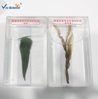 Spécimen botanique humide préservé d'algues brunes avec couleur naturelle, outil de présentation pour enseignant, outil de présentation de la botanique, plante marine
