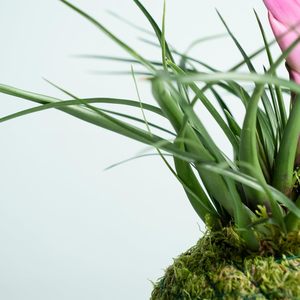 Kokedama <span class=keywords><strong>tillandsia</strong></span> กุหลาบคลาสสิก kokedama ลูกบอลโฟมธรรมชาติในร่มรักษาง่ายสำหรับตกแต่งบ้านเทคนิคญี่ปุ่น - Product Image 3