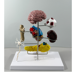 Modelo Anatómico de Diabetes de 8 Partes para la Enseñanza y Formación en Endocrinología - Product Image 2