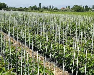Varillas de Fibra de Vidrio para Agricultura, Varillas Sólidas de FRP, Varillas Flexibles de Fibra de Vidrio, Varillas Sólidas de FRP en Venta - Product Image 2