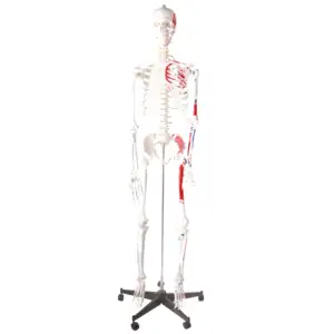 The Newest Teaching Model Skeleton Human Anatomy Model Skull