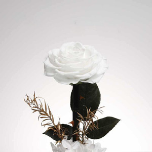 TC Distinctive Little Prince Rosa Eterna Preservata in Cupola di Vetro, Set Regalo per San Valentino, Regalo per Ragazze - Product Image 2