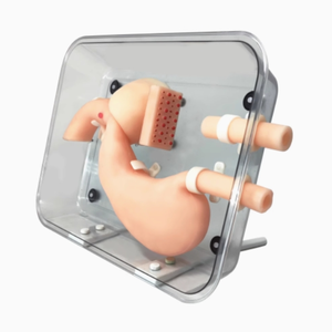 Modelo de Decúbito Lateral Gastrointestinal de Alta Calidad para Entrenamiento en Cirugía Gastroscópica, Modelo de Endoscopia - Product Image 4