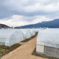Serre tunnel agricole Shine-tech de petite taille en PE pour la culture hydroponique de tomates, à vendre