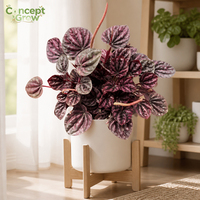 GNX T22 Peperomia Ruby Tanaman Sukulen Batang Hidup dalam Pot, Tanaman Hias untuk Distributor Tanaman