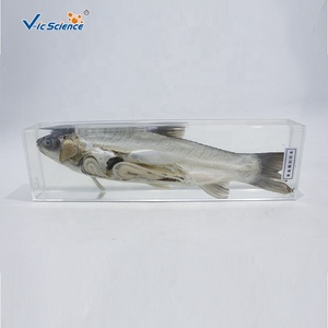 Especímen Anatómico de Carpa Césped Preservada para la Enseñanza de Zoología - Product Image 6
