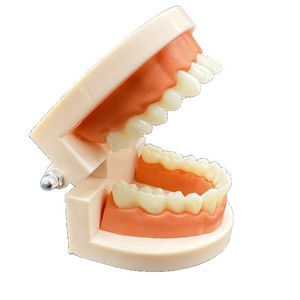Modèle dentaire standard pour adultes, modèle dentaire, modèle d'entraînement et d'enseignement pour élèves de maternelle, modèle orthodontique - Product Image 4