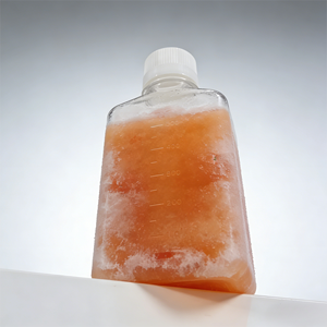 Suero Fetal <span class=keywords><strong>Bovino</strong></span> (Caracterizado) ACE Vitro OEM de 500 ml FBSC01 Libre de Virus Mycoplasma para Cultivo Celular - Product Image 6