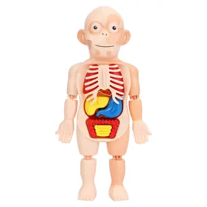 人体模型逼真人体解剖学展示17件儿童可拆卸人体器官