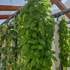 Système de culture de <span class=keywords><strong>tour</strong></span> ZIP verticale hydroponique Lyine Système de culture hydroponique de tuyaux en <span class=keywords><strong>PVC</strong></span> Équipement agricole Jardin hydroponique vertical - Product Image 5