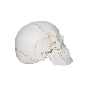 Modelo de Cráneo Humano Numerado con Líneas de Sutura - Herramienta Educativa de Anatomía - Product Image 5