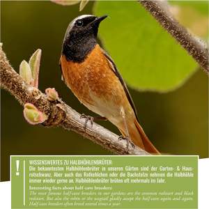 Nichoir suspendu en bois d'extérieur avec boîte imbriquée Style industriel Nichoir pour l'observation des oiseaux Liquidation de Noël Logo personnalisable - Product Image 5