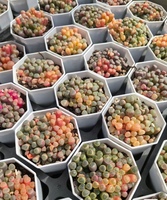 Ensembles de combinaisons de plantes succulentes écologiques, grappes de Fenestraria variées, fausses succulentes pour la décoration de la maison, du jardin et des bonsaïs, artificielles