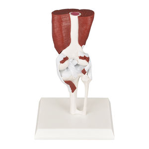 Modelo Anatómico de Articulación de Rodilla Humana a Gran Escala DP09-026 CN, Músculos, Ligamentos, Huesos, Enseñanza <span class=keywords><strong>del</strong></span> <span class=keywords><strong>Sistema</strong></span> Esquelético, Ortopedia - Product Image 6