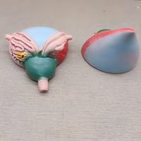 Modelo Anatómico Ampliado de Vejiga Humana y Próstata - Herramienta de Enseñanza de Urología Desmontable