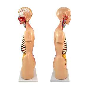 Modèle d'anatomie du système organique du corps <span class=keywords><strong>humain</strong></span> de 85 cm, 19 parties, anatomie médicale, tronc <span class=keywords><strong>asexué</strong></span>, structure des organes viscéraux - Product Image 5