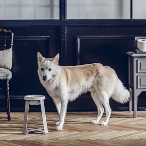 Estante de comida, tienda conveniente, soporte de producto, suministro de comedero elevado, superventas, Gato alto de cerámica, cuenco grande elevado para perros y Mascotas - Product Image 6