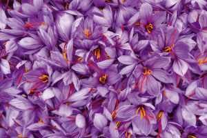 Affroneye hỗ trợ tầm nhìn hoàn chỉnh để giảm stress oxy hóa và tăng cường độ nhạy tương phản trong lối sống năng động - Product Image 2