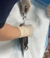 Endoscopes / Gaines rigides et flexibles de 2,2 mm pour laparoscopie, urologie, ORL, urétrale, gynécologique, pour animaux exotiques et petits animaux