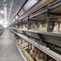 Système de cages en H automatisées et personnalisées avec bande à fumier et abreuvoir à tétine pour grand projet d'élevage avicole