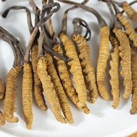 Cordyceps secos Cordyceps de alta calidad Seta Cordiceps salvaje Cordyceps Sinensis
