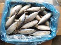 Focus-macaron indien frais pour poissons, fruits de mer, aqf, nouvelle collection, vente en gros,, X41
