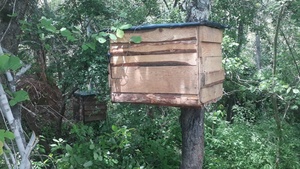 Nid d'abeilles simulé biomimétique à double étage en bois pour l'élevage des abeilles et la récolte du miel - Product Image 2