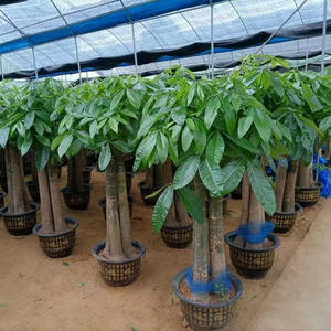 Arbre à Monnaie Bonsaï de Qualité Supérieure pour Décoration Intérieure, Pachira Porte-Bonheur Evergreen en Pot, Plantes Ornamentales Vivantes d'Extérieur en Gros - Product Image 5