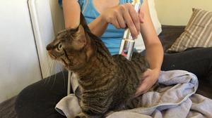 10w 20w 30w Kelas 4 perangkat terapi Laser, perangkat terapi Laser penghilang rasa sakit Kelas IV 980nm 1064nm - Product Image 3