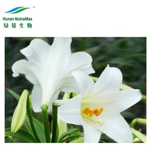 Poudre d'extrait d'ampoule de lys d'extrait de <span class=keywords><strong>Lilium</strong></span> <span class=keywords><strong>Brownii</strong></span>.F d'ingrédient cru 4:1 ~ 20:1 - Product Image 1