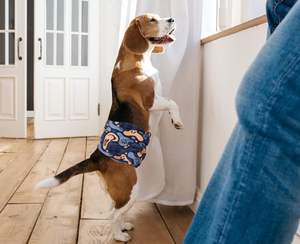 Couches en tissu de coton XS-XXL pour chiens bandes de ventre lavables pour chiots mâles pantalons physiologiques pour animaux de compagnie avec ceinture sanitaire - Product Image 5