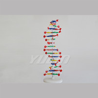 ADN à double hélice en couleur pour la médecine et l'éducation, modèle anatomique en PVC pour la formation dans les écoles et les universités CE/ISO