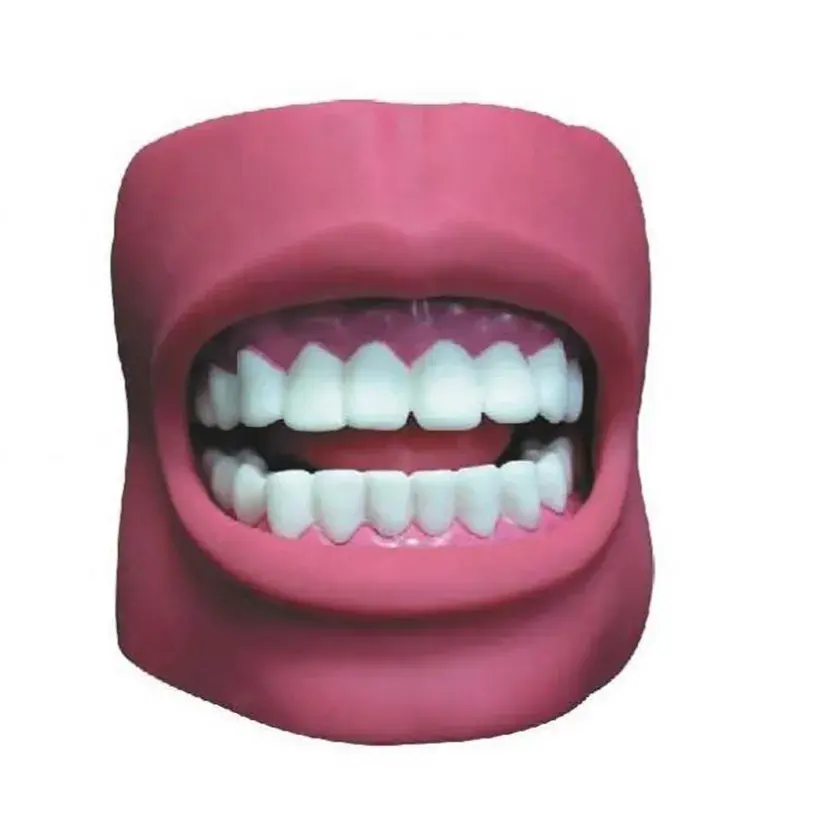 Dental Anatomy Teeth Model Human Tooth Medical Science Education Model Teaching Resources Teeth Model