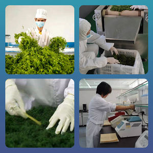 Échantillon gratuit herbe biologique Jiaogulan Gynostemma Pentaphyllum Wild <span class=keywords><strong>Jiao</strong></span> <span class=keywords><strong>Gu</strong></span> <span class=keywords><strong>Lan</strong></span> - Product Image 5