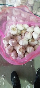 Taze Süper Beyaz Organik Soyulmuş Sarımsak En Yüksek Kalite En Yeni Ürün Özelleştirilmiş Paketleme Soğuk Hava Deposu Tedarik İhracat - Product Image 6