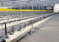 Système de culture hors-sol multi-niveaux en PVC pour serres de fraises, tomates et légumes