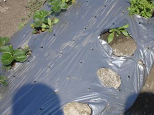Film de paillis noir plantation de fraises film d'isolation thermique film PE de taille personnalisée pour l'agriculture - Product Image 4