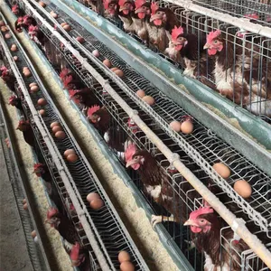 120鶏繁殖家禽層ケージ亜鉛メッキバッテリー産卵鶏層卵鶏ケージ