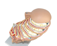 Modèle de dissection de la tête humaine, du col de l'utérus et du tronc, modèle de corps humain à couches horizontales, modèle d'anatomie amovible