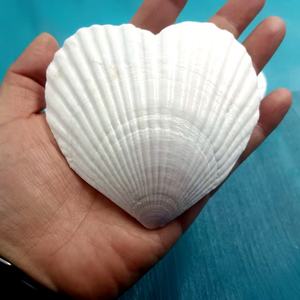 Coquilles Saint-Jacques Naturelles Blanches en Forme de Cœur, Coquilles Marines Brutes pour Artisanat DIY, Décoration de Mariage à la <span class=keywords><strong>Plage</strong></span> et Fêtes - Product Image 4