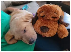 Pil işletilen Soothe anksiyete sakinleştirici yardım köpek oyuncaklar Pet peluş kalp yendi oyuncak eşlik uyku için - Product Image 2