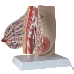 Modelo de Seno Femenino en Lactancia, Modelo Anatómico de PVC para Ciencias Médicas, para Uso en Escuelas de Medicina y Hospitales, para el Embarazo y el Parto - Product Image 4