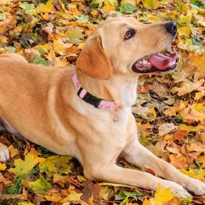 Nuevo <span class=keywords><strong>Collar</strong></span> de mascota con estampado de frutas y verduras, <span class=keywords><strong>Collar</strong></span> de cuello de perro ajustable sin asfixia para arena para perros y gatos - Product Image 2