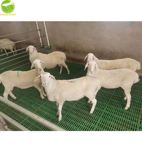 Plancher à lattes en plastique 1000*500*42mm pour l'élevage de moutons de chèvre <span class=keywords><strong>Prix</strong></span> de gros Plancher à lattes en plastique pour l'élevage de moutons de chèvre - Product Image 3